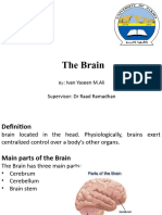 The Brain