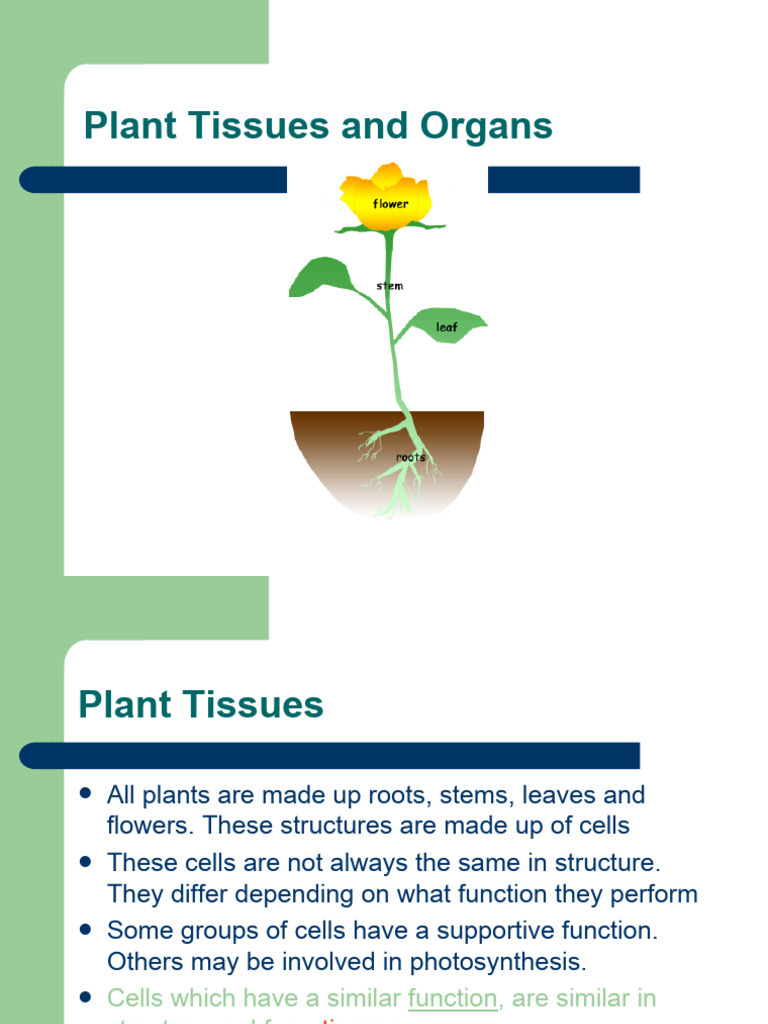 Structureoftheleaf Complete Lesson | PDF | Leaf | Tissue (Biology)