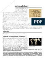 Comparative Foot Morphology