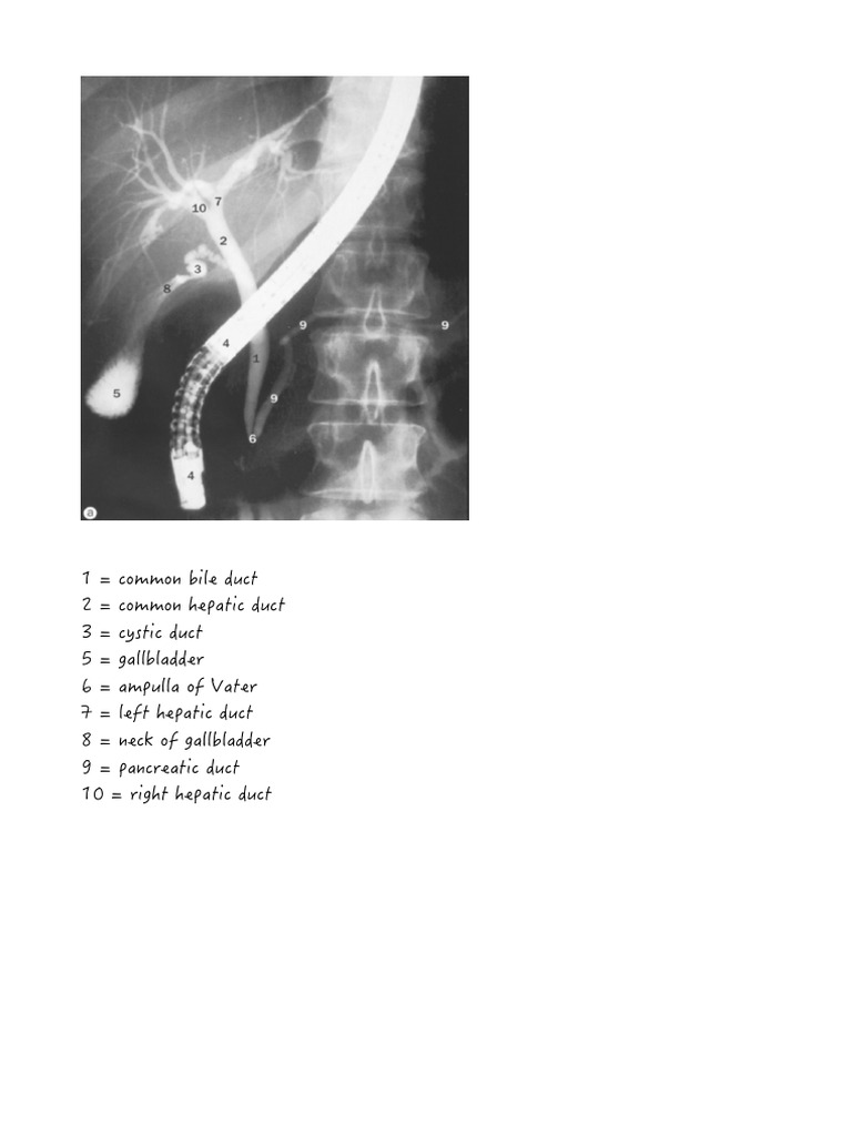 K2. ERCP Plain Radiograph Label PDF