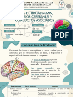 Areas de Brodmann y Lobulos Cerebrales