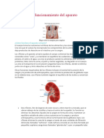 Anatomía y Funcionamiento Del Aparato Urinario