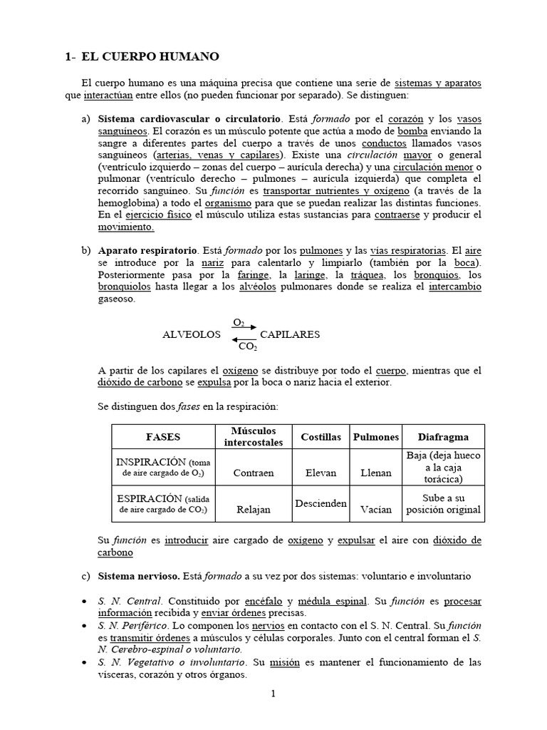 Jeje pdf pulm n sistema circulatorio
