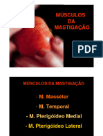 Musculos Da Mastigacao