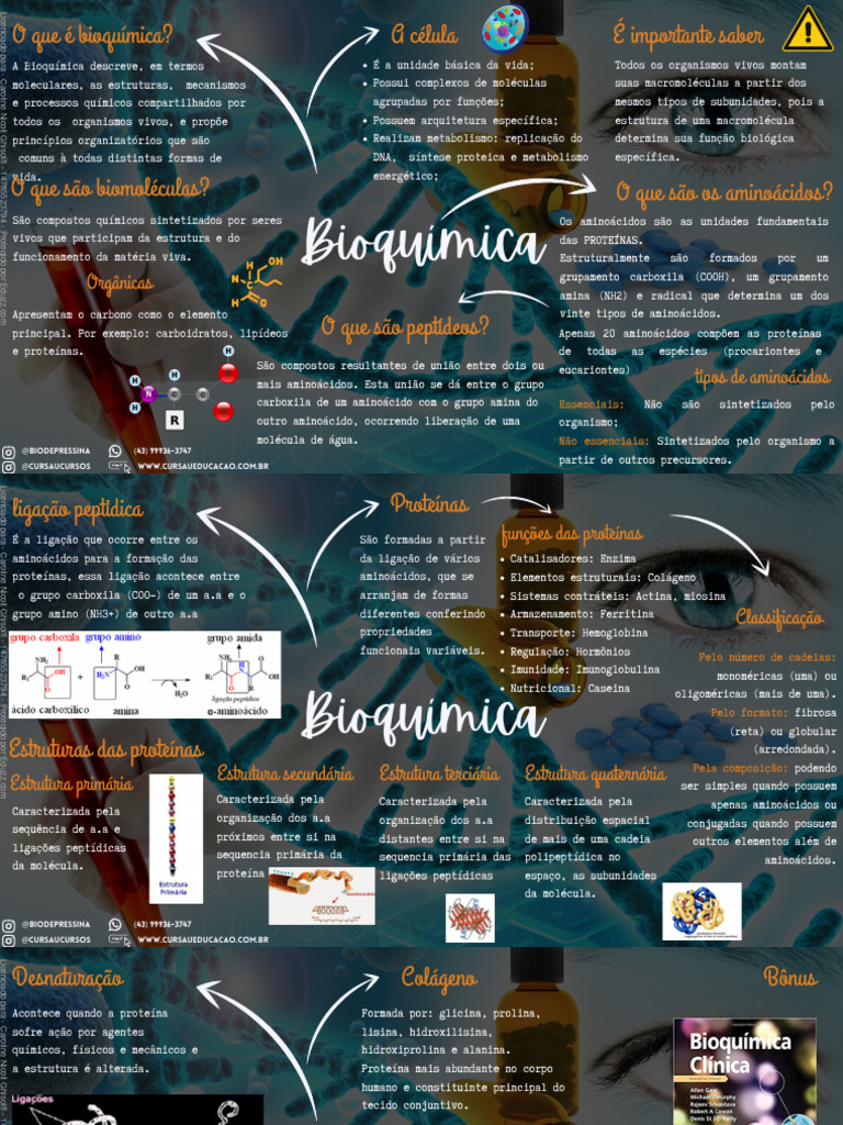 Mapa Mental de Bioquímica e Proteínas | PDF | Proteínas | Organismos
