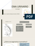 Sistema Urinario Embriología