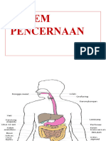 Sistem Pencernaan PDF