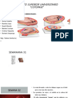 Etapas Del Desarrollo Embrionario