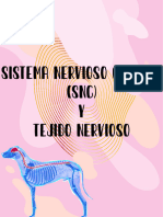 Sistema Nervioso Central (SNC) Y Tejido Nervioso