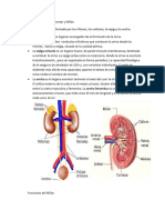 Fisiología Del Sistema Renal