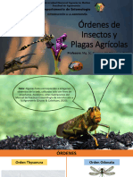 Práctica 1 - Órdenes de Insectos