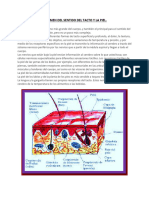 RESUMEN DEL SENTIDO DEL TACTO Neuroanatomia 2