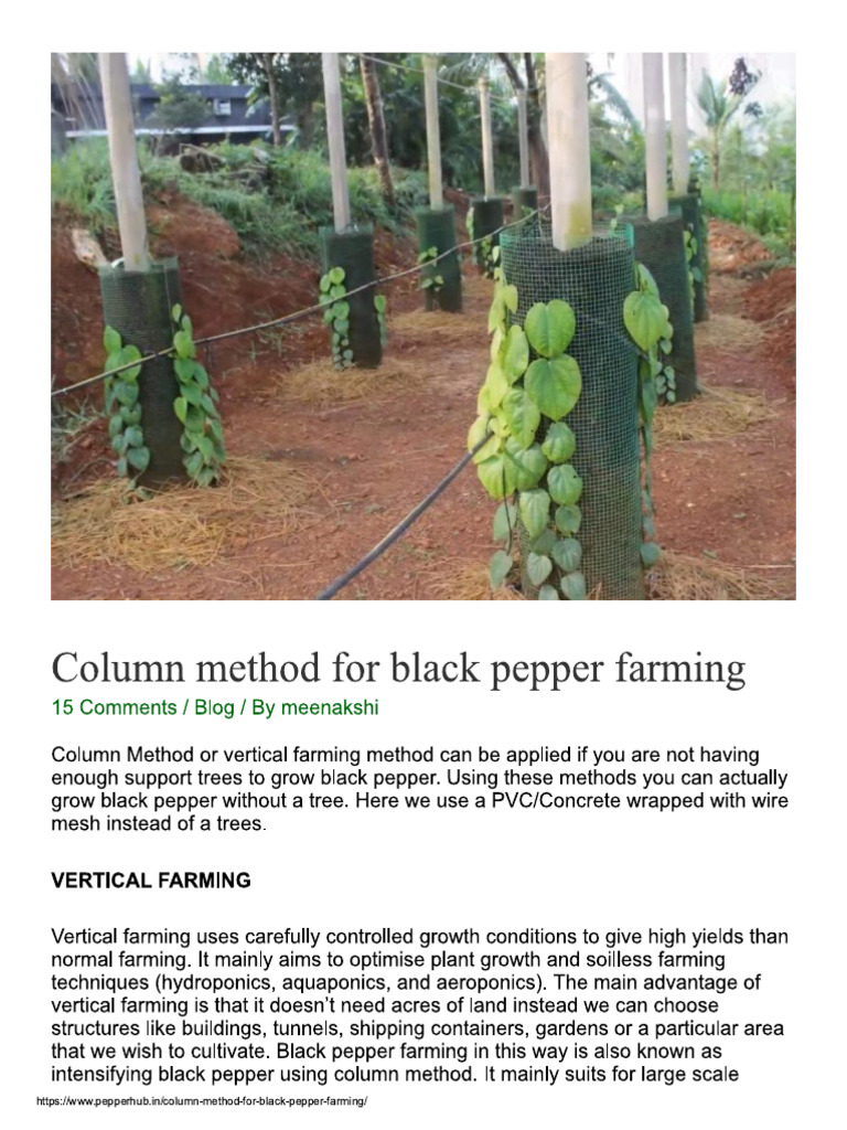 Column Method For Black Pepper Farming PepperHub PDF