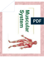 Muscular System