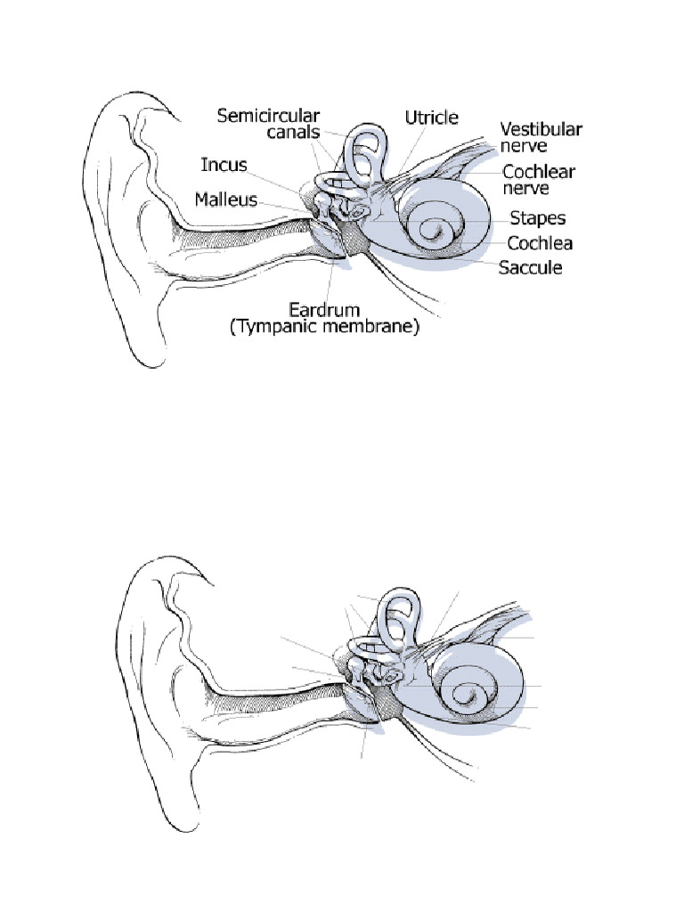 Ear Anatomy PDF