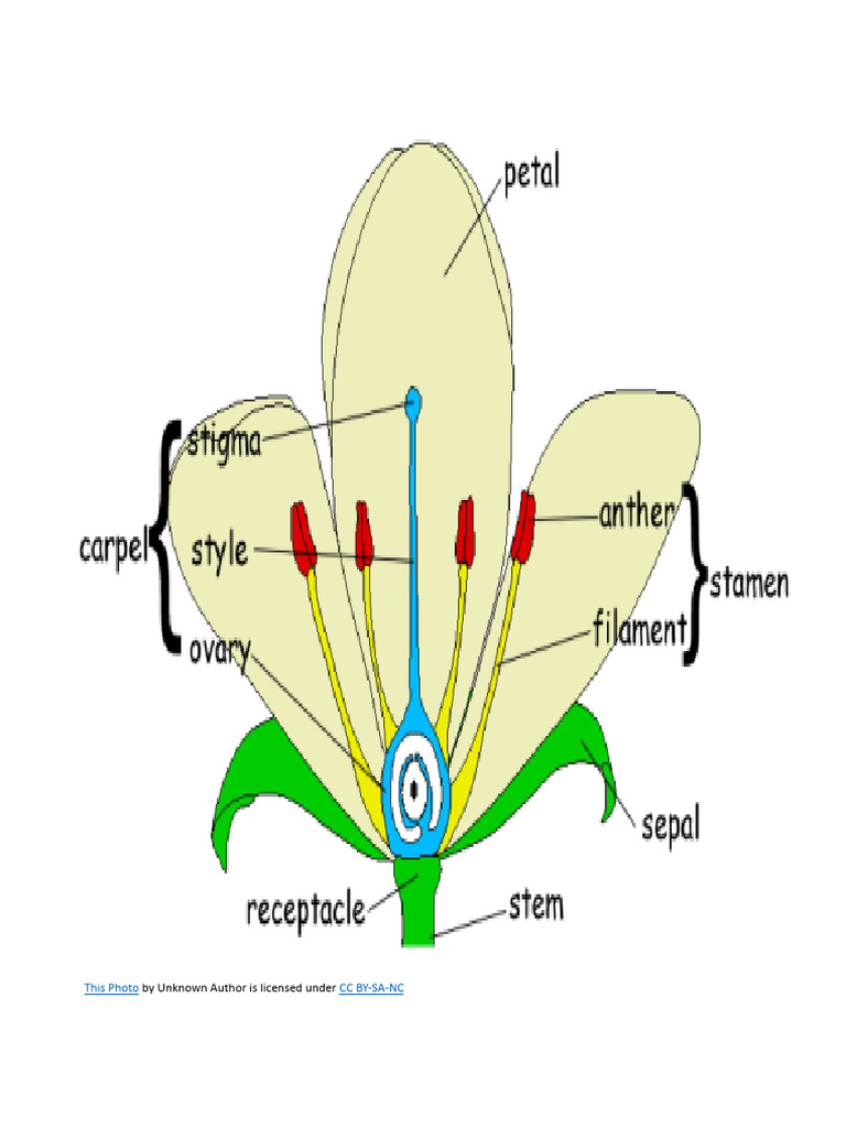Diagram of Flower PDF