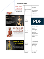 11 Human Body System