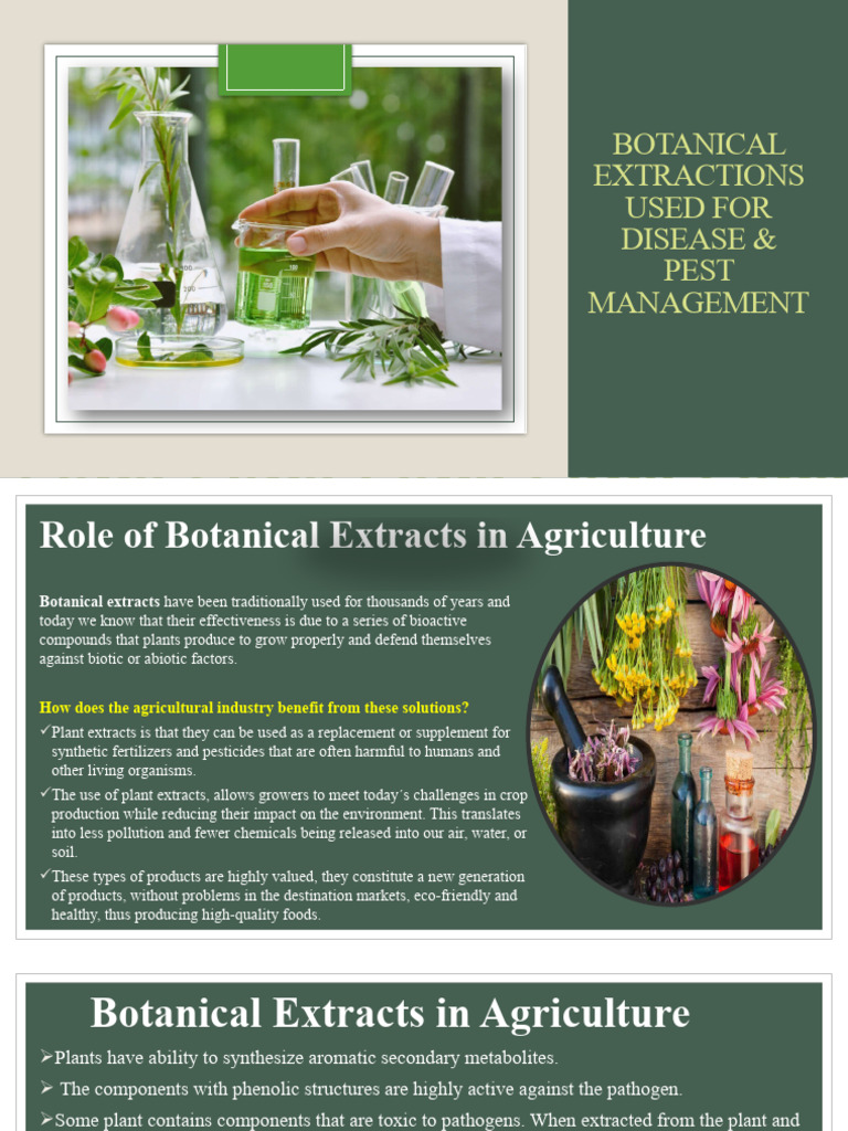 Project On Botanical Extract PDF Polyphenol Turmeric