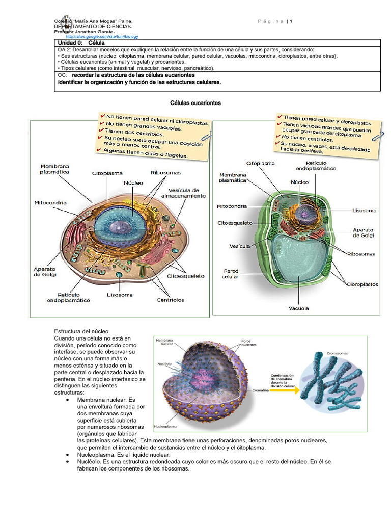 Estructura y Función de las Células Eucariotas | PDF | Biología Celular ...