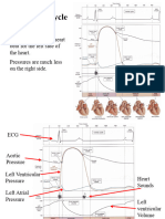 Wiggers Diagram Slides