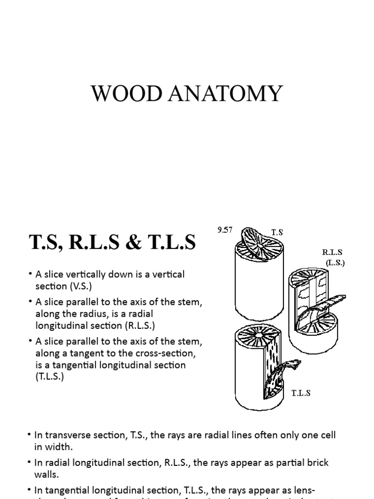 Wood Anatomy PDF Wood Plant Stem