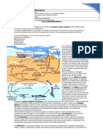 Ciclo Del Nitrogeno