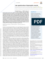 A Cellular and Molecular Spatial Atlas of Dystrophic Muscle