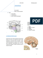 4.tronc Encefàlic