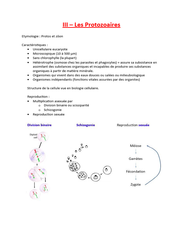 Classification des Protozoaires | PDF | Biologie | Organismes