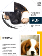 Parvovirus Canino 2022