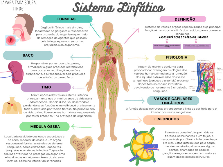 Mapa Mental do Sistema Linfático | PDF | Sistema linfático | Anatomia