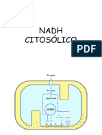 Nadh Citosólico