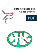 Beta Oxidação Dos Ácidos Graxos