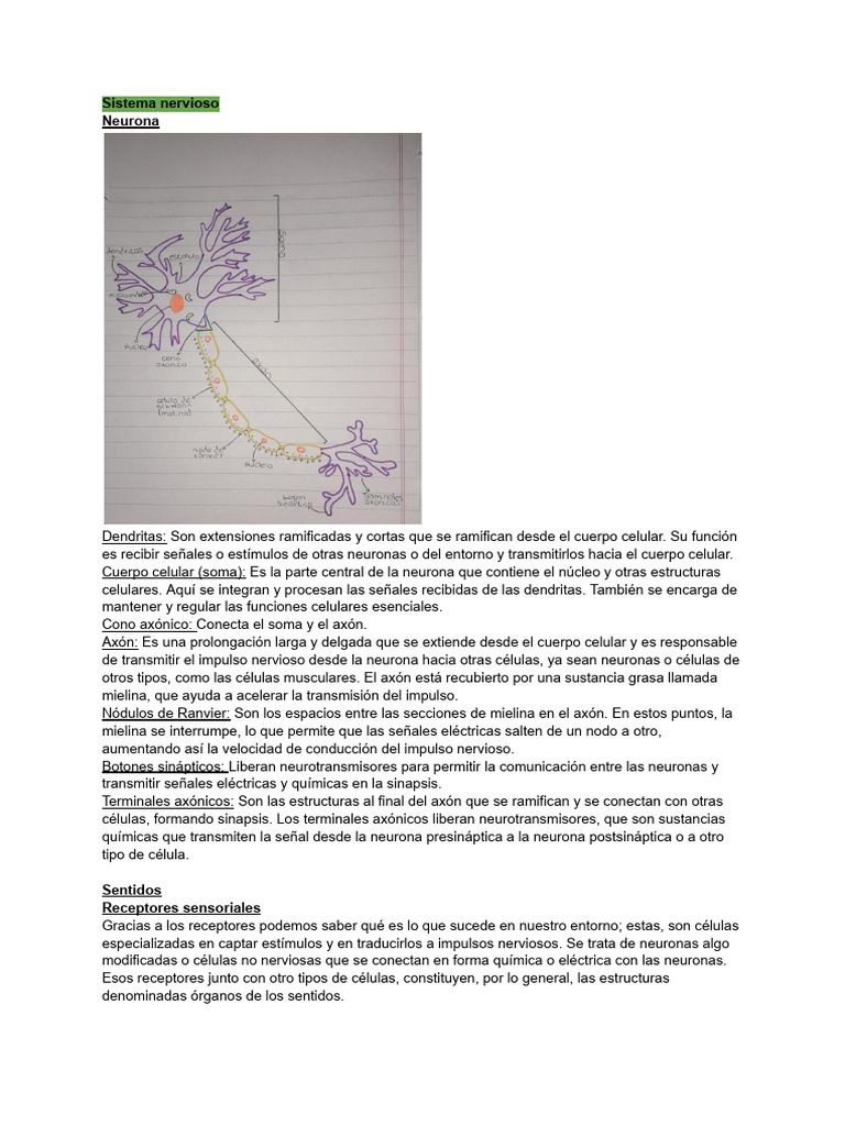 Estructura y Función del Sistema Nervioso | PDF | Sinapsis | Neurona