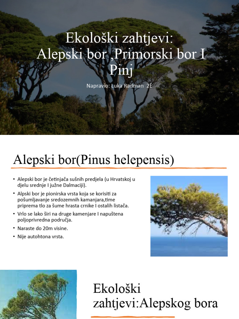 Alepski I Primorski Bor Te Pinj | PDF