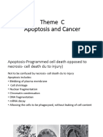 Theme - C - Cancer and Apoptosis