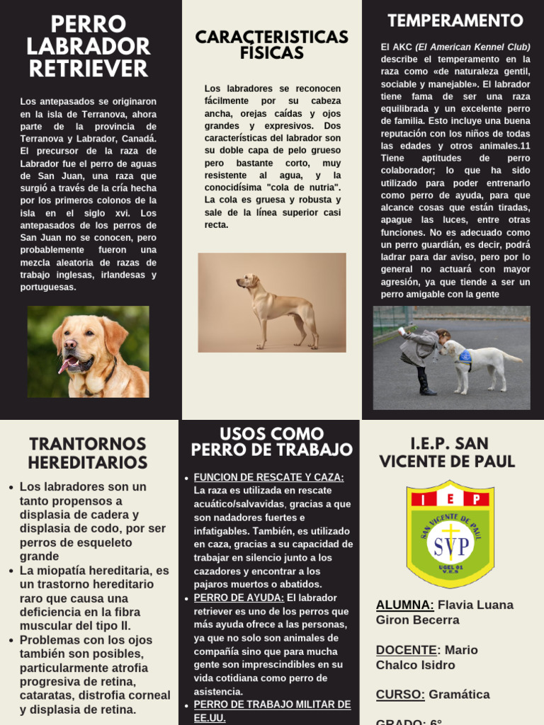 Labrador Retriever: Historia y Características | PDF | Labrador ...