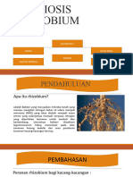 Simbiosis Rhizobium Kelompok 2