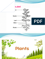 Plants Structure2