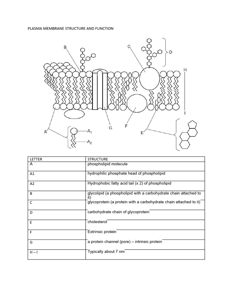 Plasma membrane revision answers | PDF