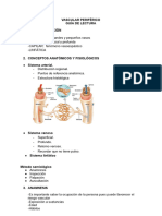 Vascular Periférico