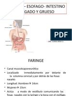 Faringe-Esofago-I. Delgado y Grueso