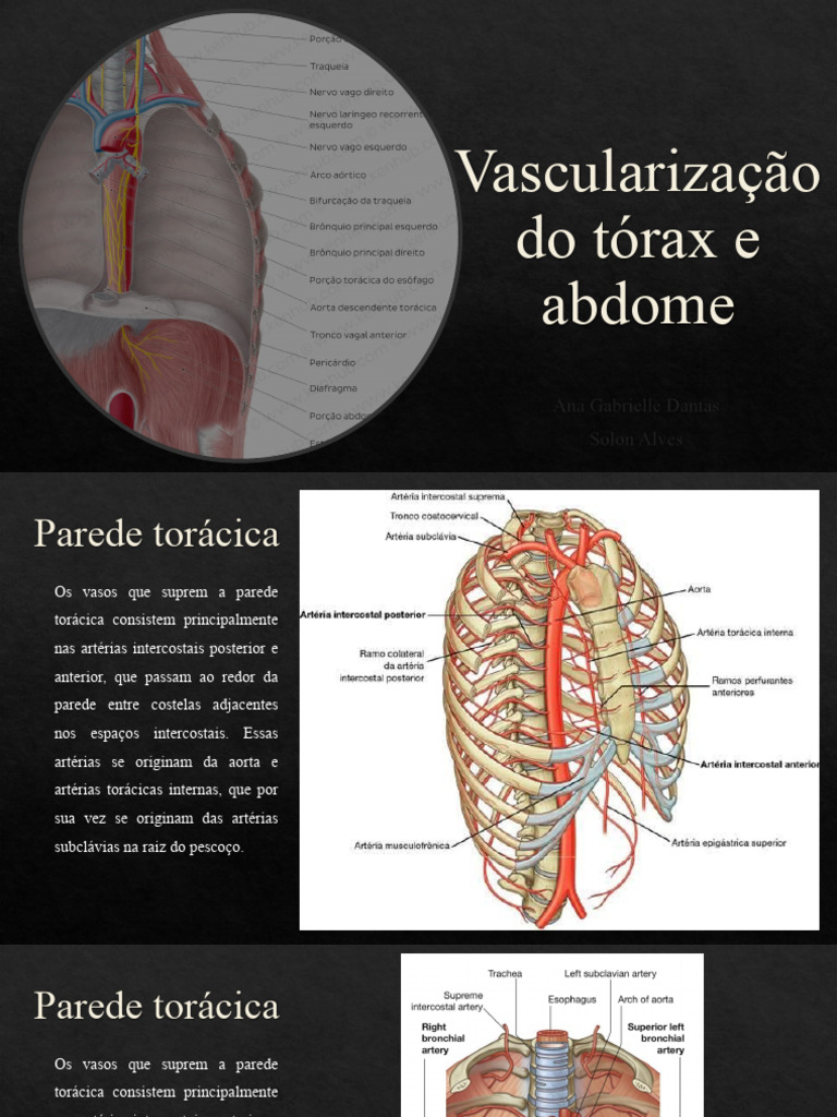 Vascularização do Tórax e Abdome | PDF | Coração | Veia