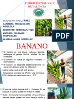 Banano Cultivo Tropical
