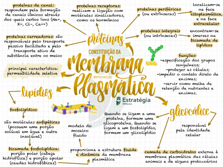 Mapa Mental Membrana Plasmática1 Biologia Pdf