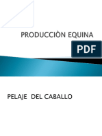 Producciòn Equina