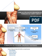 6º Ano - Como As Células Se Organizam Na Formação Do Corpo Humano - Capítulo 11 - Ciências - Prof. Ewerthon Gomes