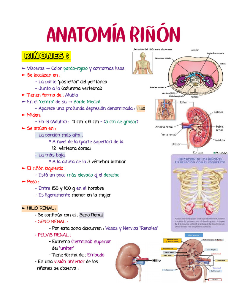 1.1 Anatomia Renal | Descargar gratis PDF | Riñón | Órgano (anatomía)