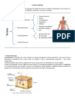 Tecidos Animais Teoria