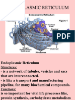 6 - Endoplasmic Reticulum & Protein Synthesis